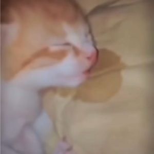 Meet your Posher, Y u